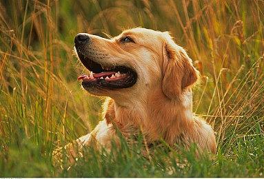 电影《重返寂静岭》首曝预告 上映日期待定