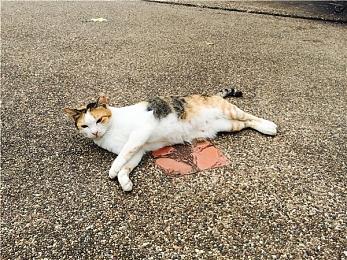 奥德赛2？ 传新3D《马里奥》游戏将亮相任天堂直面会